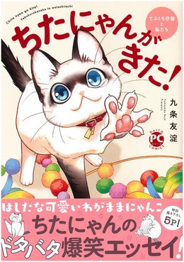 ちたにゃんがきた! てぶくろ仔猫と私たち